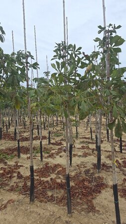 Aesculus hippocastanum 6-8 Hoogstam wortelgoed - afbeelding 6