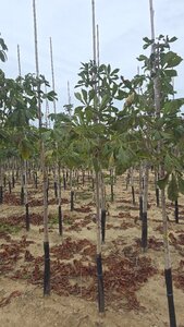 Aesculus hippocastanum 6-8 Hoogstam wortelgoed - afbeelding 6