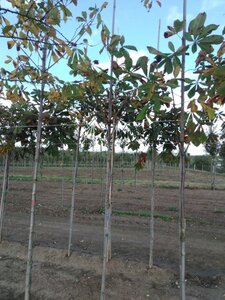 Aesculus hippocastanum 6-8 Hoogstam wortelgoed - afbeelding 7