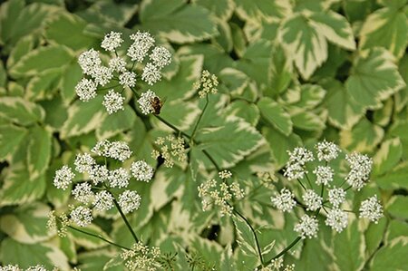 Aegopodium podagraria 'Variegatum' geen maat specificatie 0,55L/P9cm