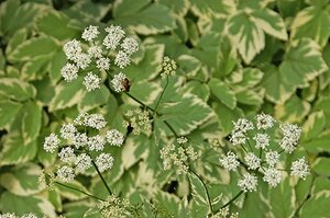 Aegopodium podagraria 'Variegatum' geen maat specificatie 0,55L/P9cm