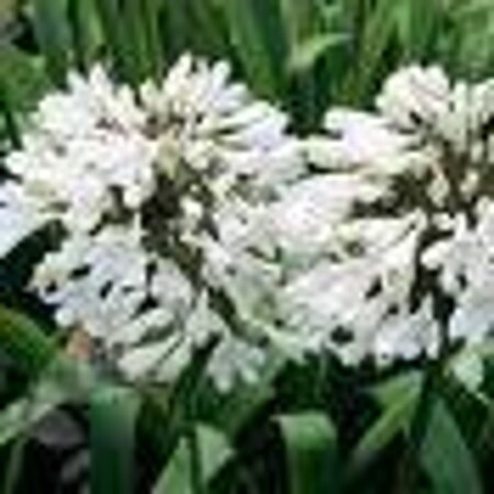 Agapanthus afr. 'Albidus' geen maat specificatie 0,55L/P9cm - afbeelding 5