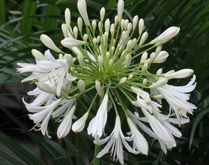 Agapanthus afr. 'Albidus' geen maat specificatie 0,55L/P9cm - afbeelding 6