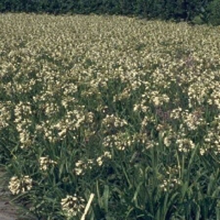 Agapanthus afr. 'Albidus' geen maat specificatie 0,55L/P9cm - afbeelding 7