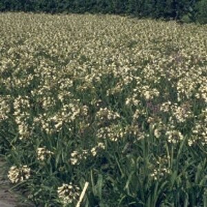 Agapanthus afr. 'Albidus' geen maat specificatie 0,55L/P9cm - afbeelding 7