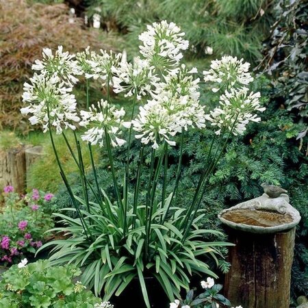 Agapanthus afr. 'Albidus' geen maat specificatie 0,55L/P9cm - afbeelding 4