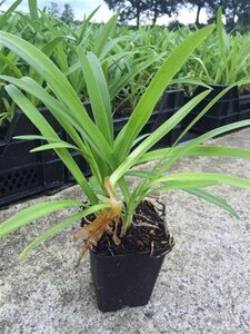 Agapanthus africanus geen maat specificatie 0,55L/P9cm - afbeelding 2