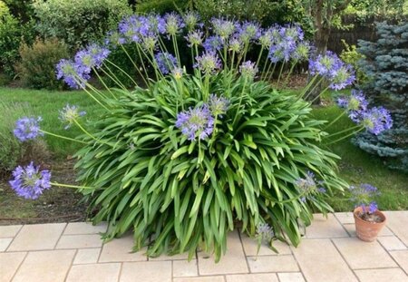 Agapanthus africanus geen maat specificatie 0,55L/P9cm - afbeelding 3