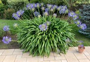 Agapanthus africanus geen maat specificatie 0,55L/P9cm - afbeelding 3