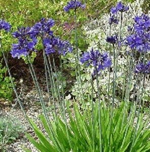 Agapanthus africanus geen maat specificatie 0,55L/P9cm - afbeelding 5