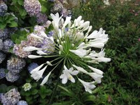Agapanthus 'Arctic Star' geen maat specificatie 0,55L/P9cm