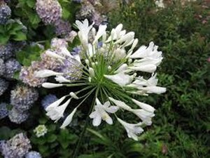 Agapanthus 'Arctic Star' geen maat specificatie 0,55L/P9cm