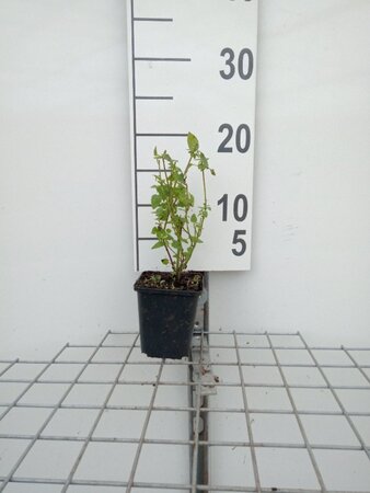 Agastache 'Black Adder' geen maat specificatie 0,55L/P9cm - afbeelding 4