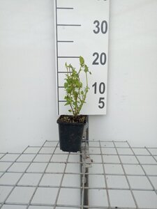 Agastache 'Black Adder' geen maat specificatie 0,55L/P9cm - afbeelding 4