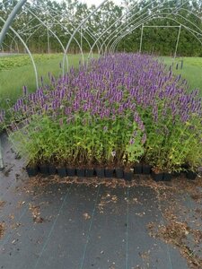 Agastache 'Black Adder' geen maat specificatie 0,55L/P9cm - afbeelding 6