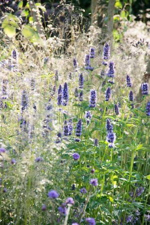 Agastache 'Black Adder' geen maat specificatie 0,55L/P9cm - afbeelding 2