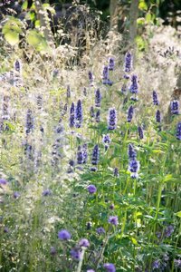 Agastache 'Black Adder' geen maat specificatie 0,55L/P9cm - afbeelding 2