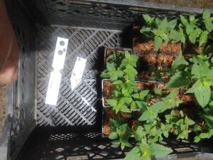 Agastache 'Black Adder' geen maat specificatie 0,55L/P9cm - afbeelding 3