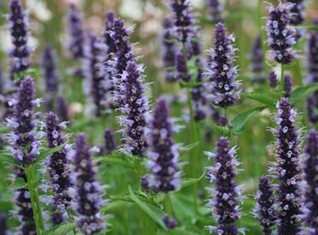 Agastache 'Black Adder' geen maat specificatie 0,55L/P9cm - afbeelding 2