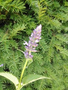 Agastache 'Black Adder' geen maat specificatie 0,55L/P9cm - afbeelding 10