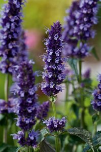 Agastache 'Black Adder' geen maat specificatie 0,55L/P9cm - afbeelding 13