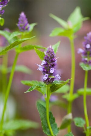 Agastache 'Black Adder' geen maat specificatie 0,55L/P9cm - afbeelding 9