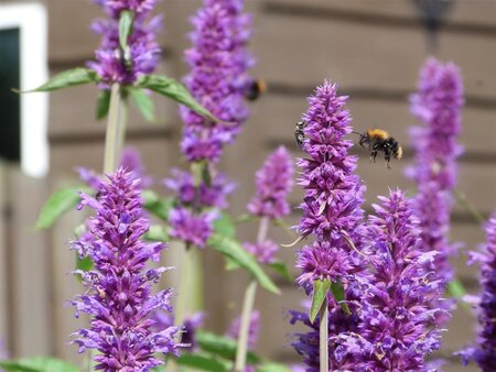 Agastache 'Blue Boa' geen maat specificatie 0,55L/P9cm - afbeelding 5