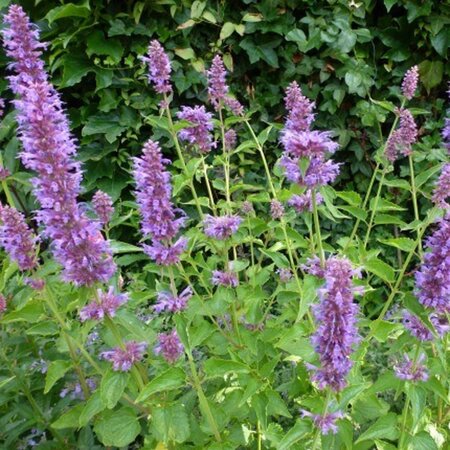 Agastache 'Blue Boa' geen maat specificatie 0,55L/P9cm - afbeelding 8