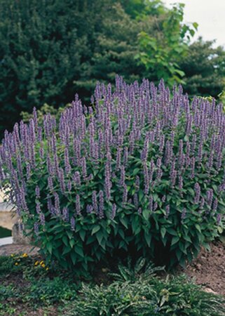 Agastache 'Blue Fortune' geen maat specificatie 0,55L/P9cm - afbeelding 2