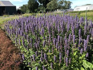 Agastache 'Blue Fortune' geen maat specificatie 0,55L/P9cm