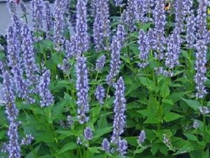 Agastache 'Blue Fortune' geen maat specificatie 0,55L/P9cm - afbeelding 11