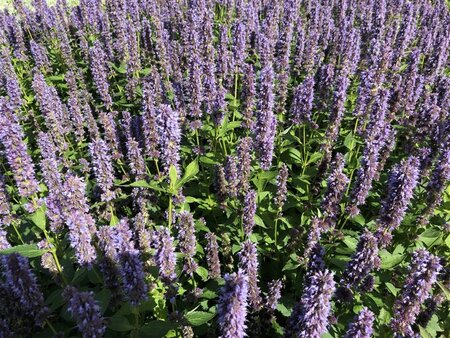 Agastache 'Blue Fortune' geen maat specificatie 0,55L/P9cm - afbeelding 12