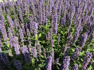 Agastache 'Blue Fortune' geen maat specificatie 0,55L/P9cm - afbeelding 12