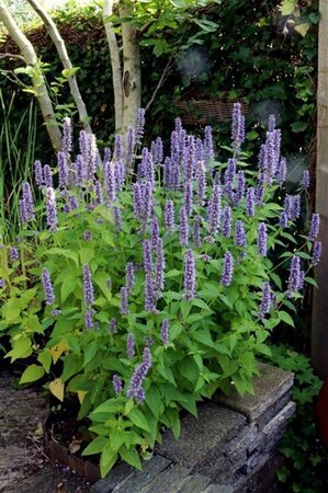 Agastache 'Blue Fortune' geen maat specificatie 0,55L/P9cm - afbeelding 4