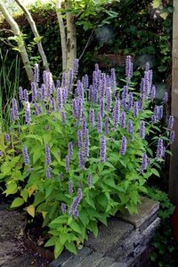 Agastache 'Blue Fortune' geen maat specificatie 0,55L/P9cm - afbeelding 4