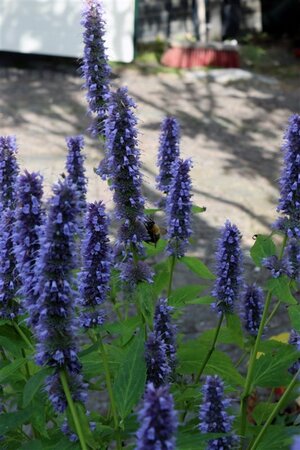 Agastache 'Blue Fortune' geen maat specificatie 0,55L/P9cm - afbeelding 4
