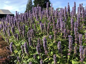 Agastache 'Blue Fortune' geen maat specificatie 0,55L/P9cm - afbeelding 11