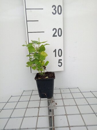 Agastache 'Blue Fortune' geen maat specificatie 0,55L/P9cm - afbeelding 3