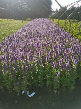 Agastache 'Blue Fortune' geen maat specificatie 0,55L/P9cm - afbeelding 13