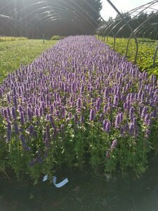 Agastache 'Blue Fortune' geen maat specificatie 0,55L/P9cm - afbeelding 13