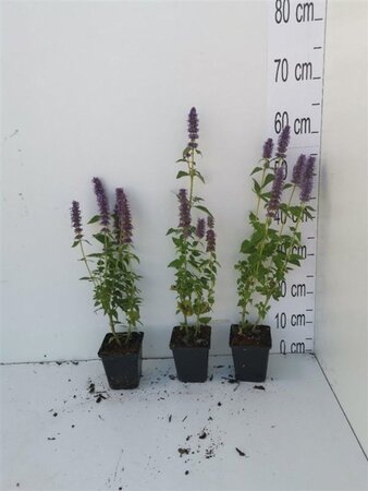 Agastache 'Blue Fortune' geen maat specificatie 0,55L/P9cm - afbeelding 8