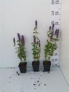 Agastache 'Blue Fortune' geen maat specificatie 0,55L/P9cm - afbeelding 8