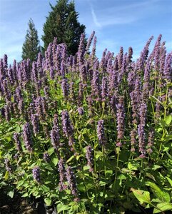Agastache 'Blue Fortune' geen maat specificatie 0,55L/P9cm - afbeelding 10