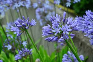 Agapanthus 'Blue Umbrella' geen maat specificatie 0,55L/P9cm