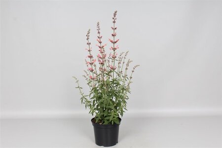 Agastache 'Fleur' geen maat specificatie 0,55L/P9cm