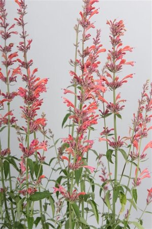 Agastache 'Fleur' geen maat specificatie 0,55L/P9cm - afbeelding 2