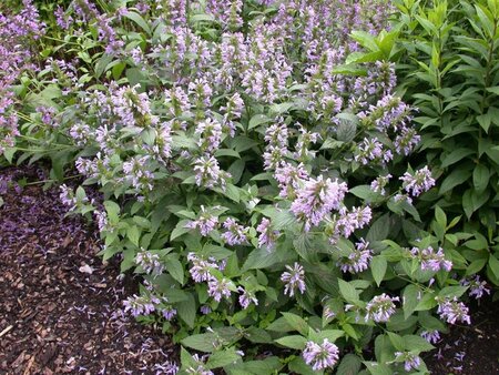 Agastache foeniculum geen maat specificatie 0,55L/P9cm