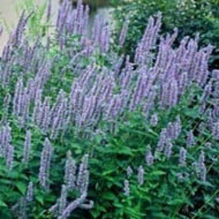 Agastache foeniculum geen maat specificatie 0,55L/P9cm - afbeelding 2