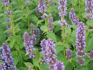 Agastache foeniculum geen maat specificatie 0,55L/P9cm - afbeelding 3