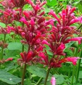 Agastache mex. 'Red Fortune' geen maat specificatie 0,55L/P9cm - afbeelding 3